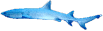shark!